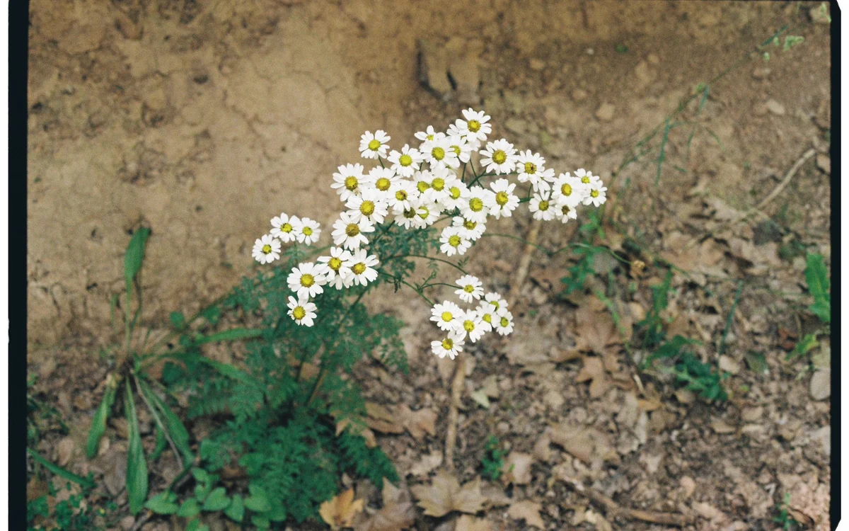 Etiquetas que no se tiran: se plantan 🌱